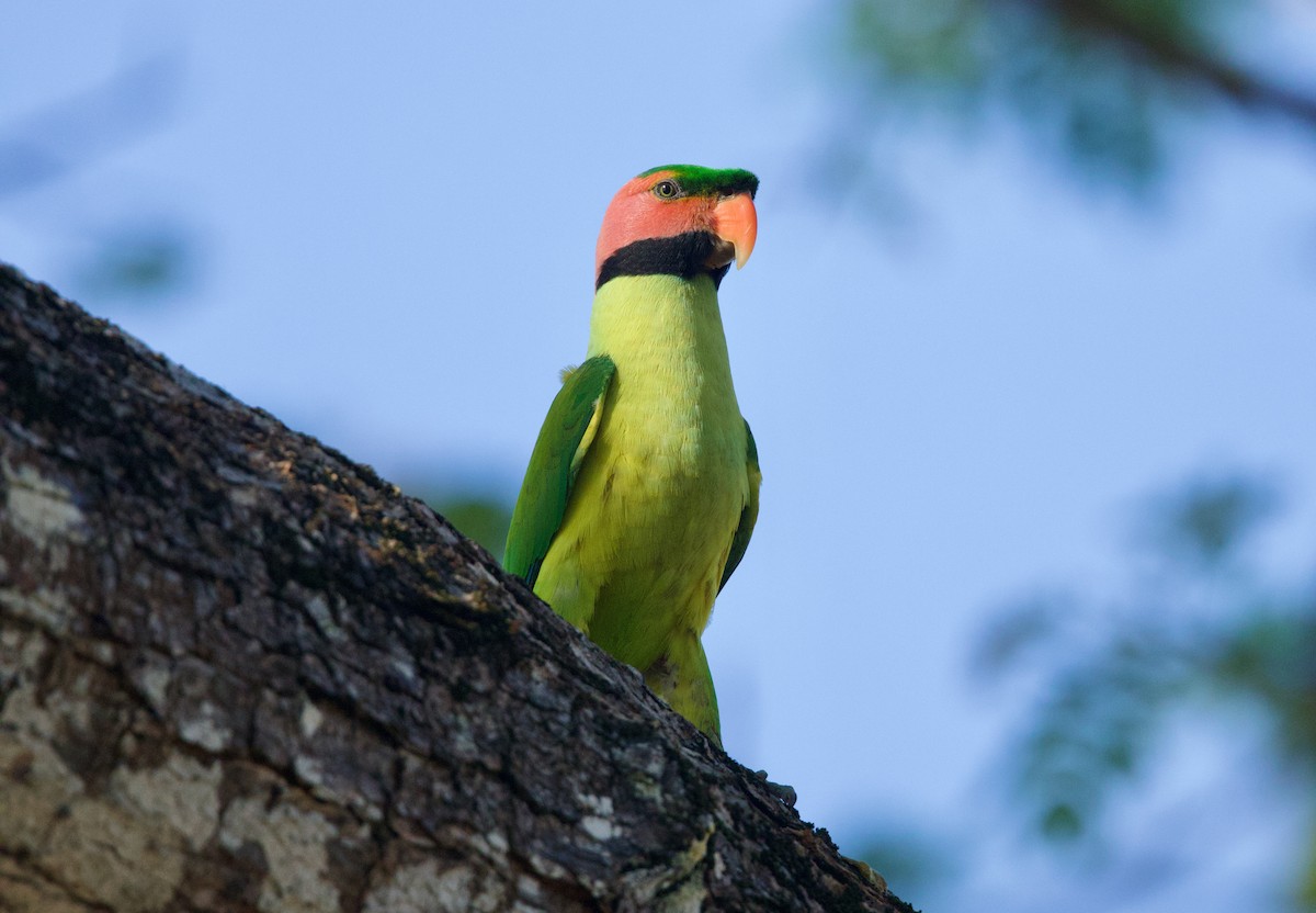 Нитехвостый кольчатый попугай - ML652904937