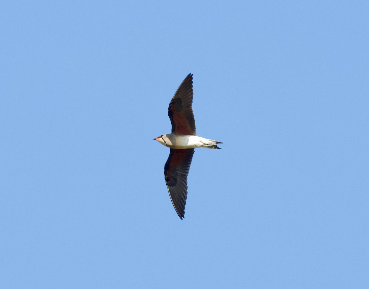 Восточная тиркушка - ML652904972