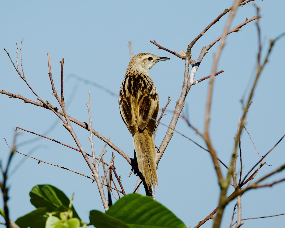 Болотная долгохвостка - ML652904978