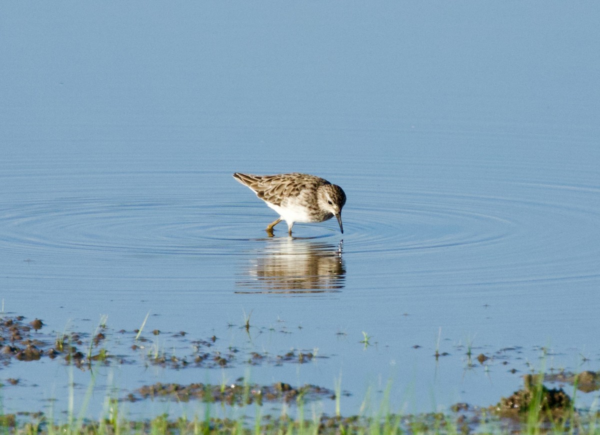 Длиннопалый песочник - ML652905028
