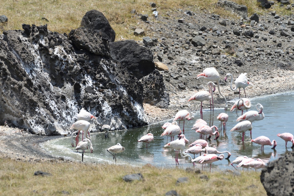 Lesser Flamingo - ML652905646