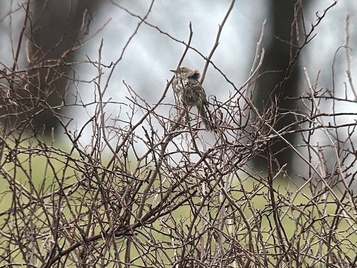 Sage Thrasher - ML652905794