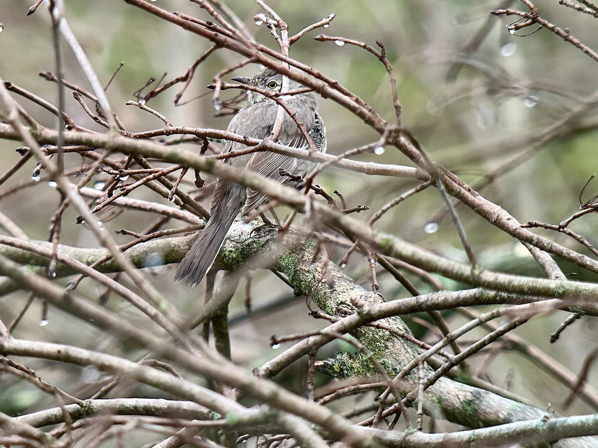Sage Thrasher - ML652905795