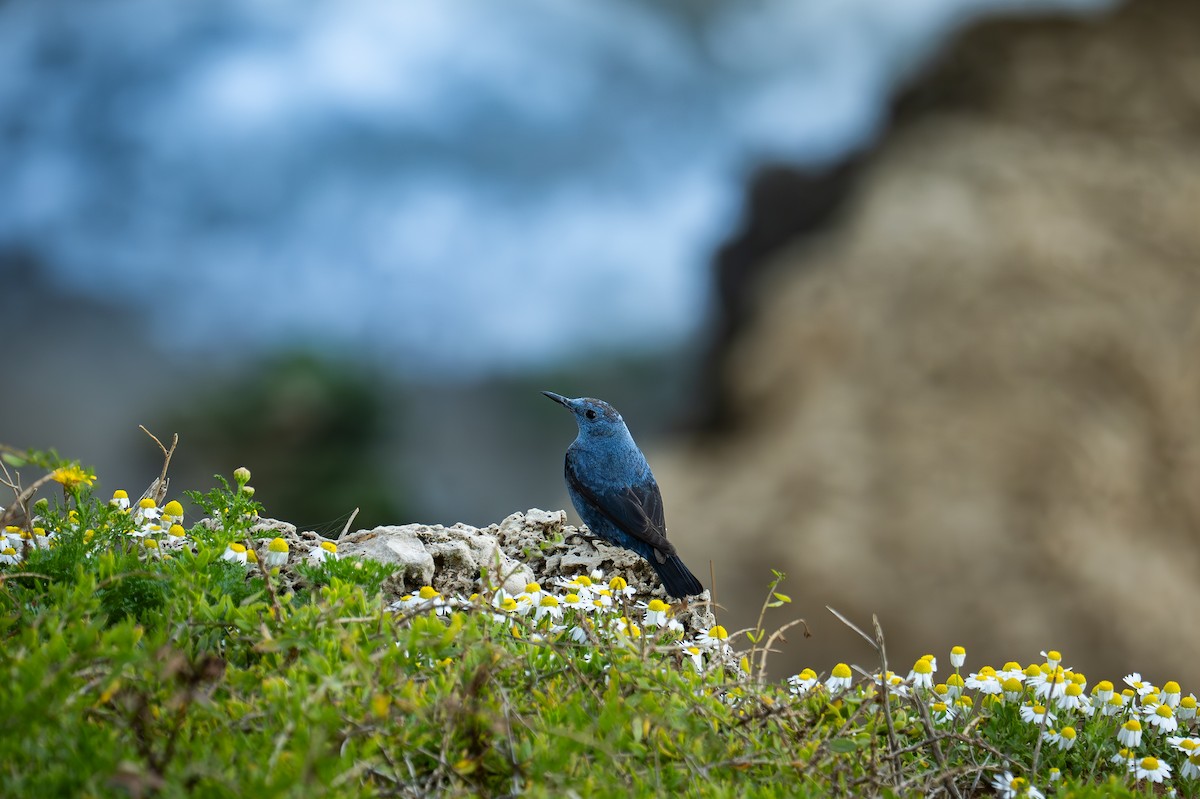 Blaumerle - ML652906596