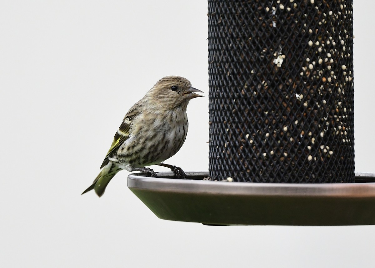 Pine Siskin - ML652907056