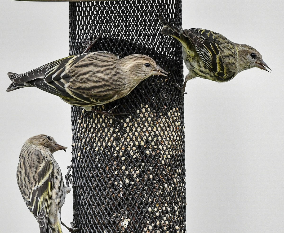 Pine Siskin - ML652907057