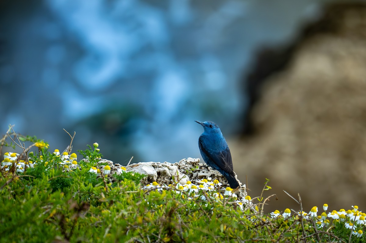 Blaumerle - ML652907320