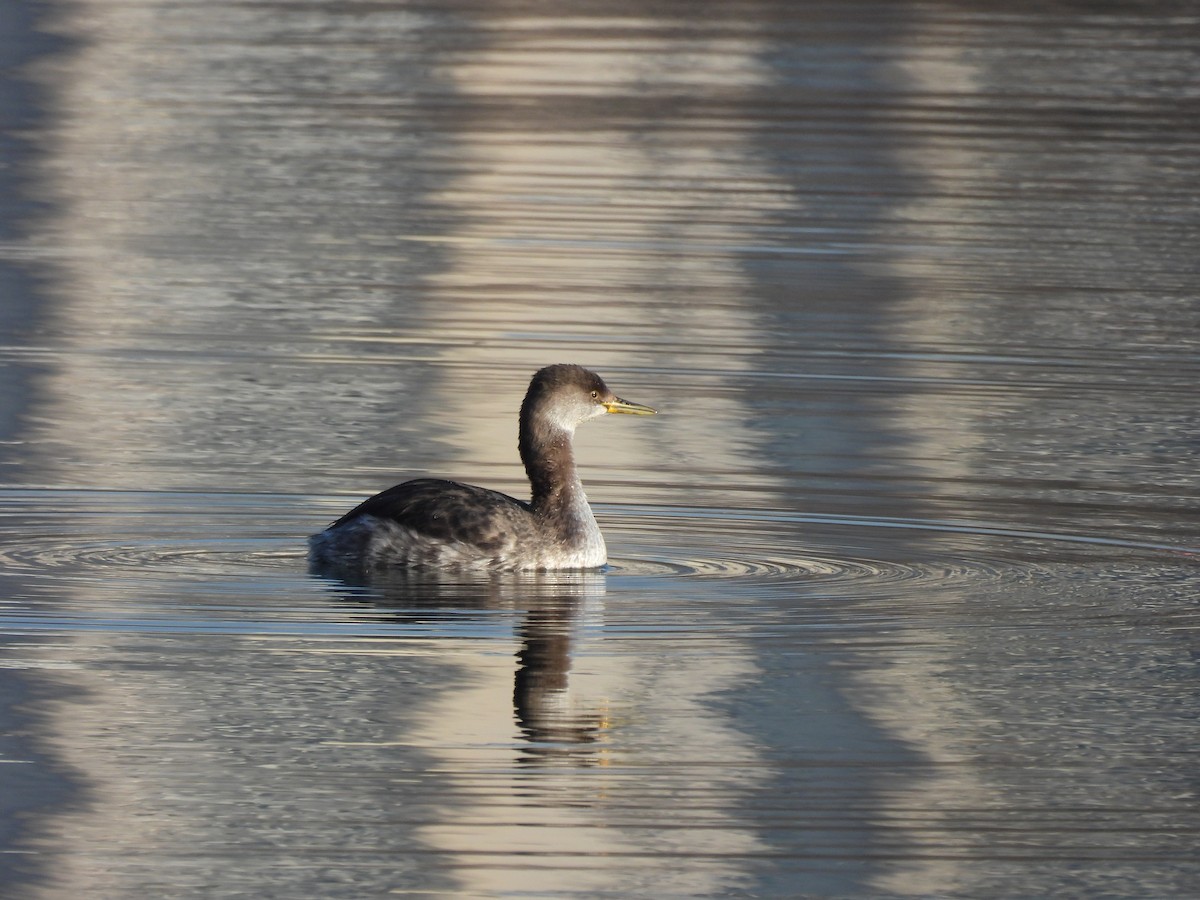 Red-necked Grebe - ML652907350