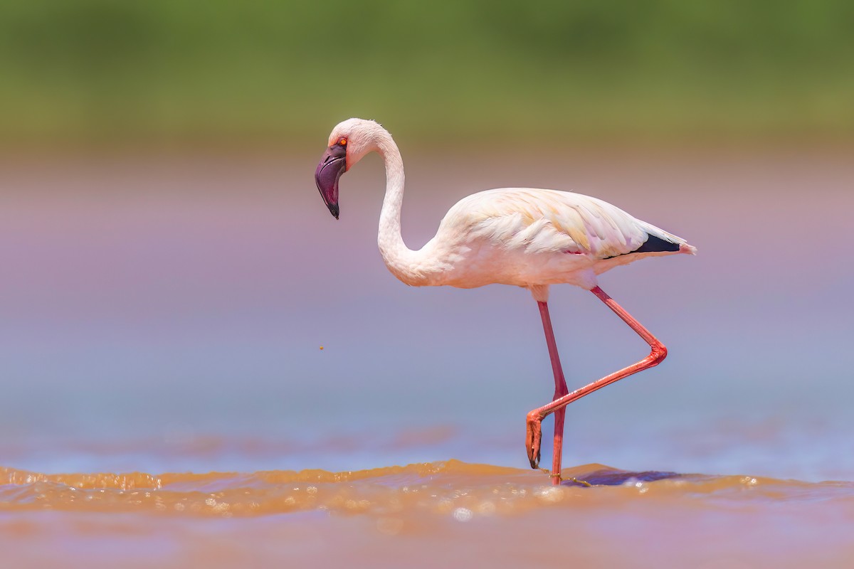 Lesser Flamingo - ML652907844