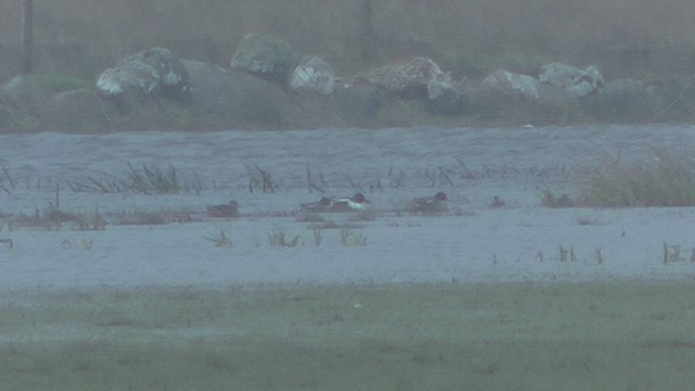 lžičák pestrý - ML652909230