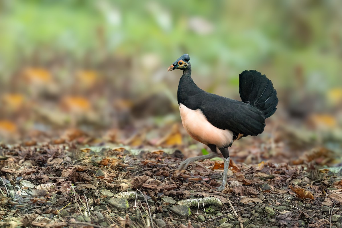 tabon přílbový - ML652909321