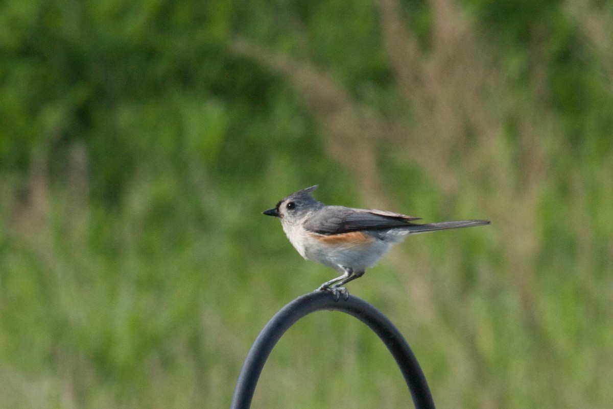 Tufted Titmouse - ML652909330