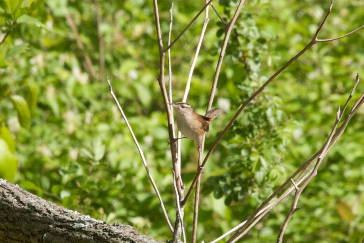 Bataklık Çıtkuşu - ML652909339