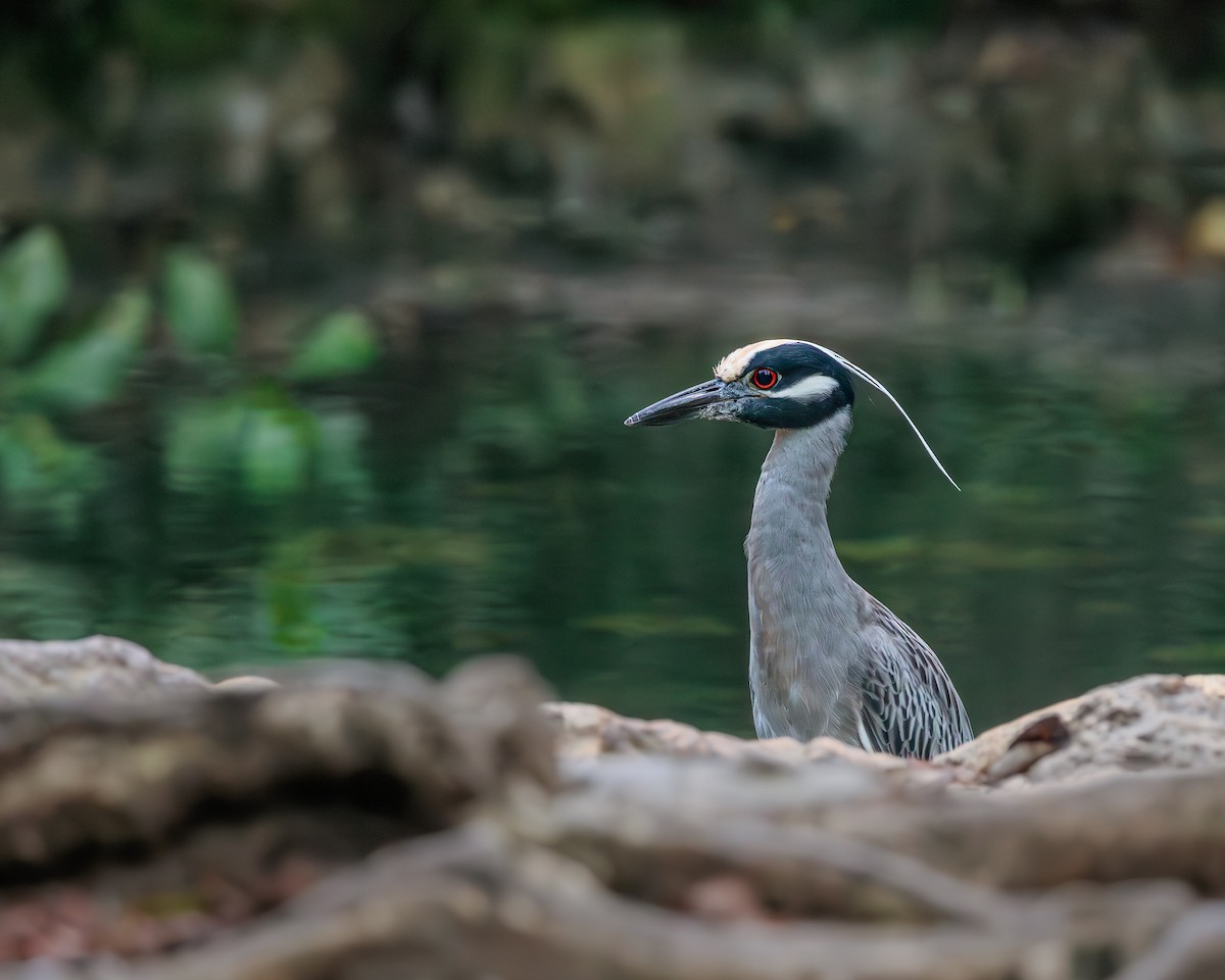 Yellow-crowned Night Heron - ML652909452