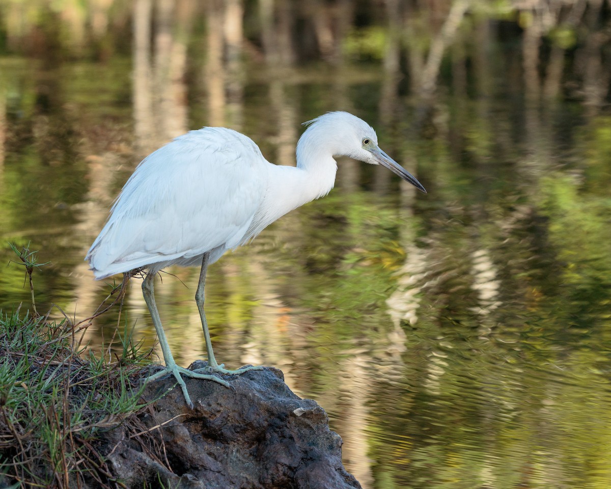 Little Blue Heron - ML652909459