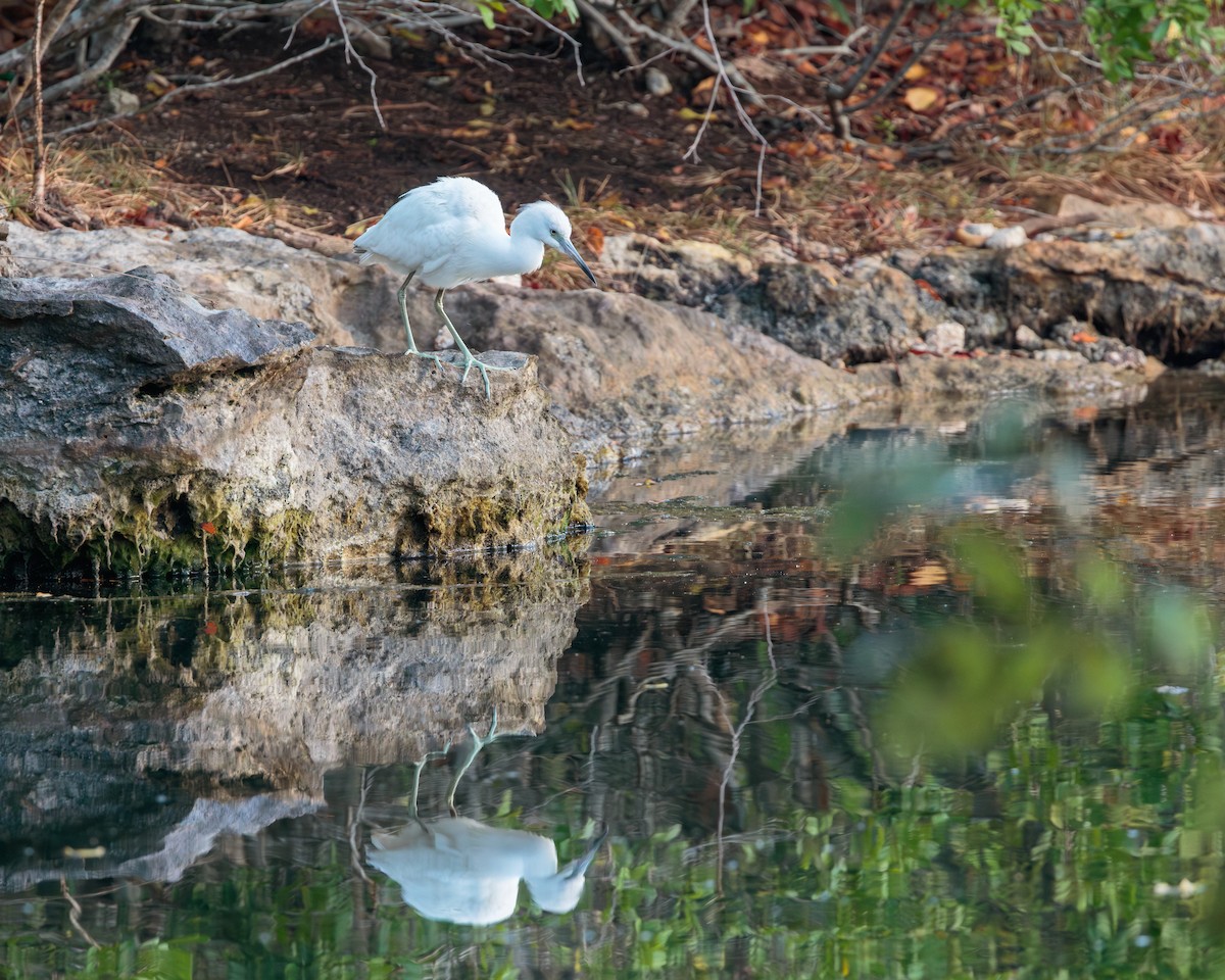 Little Blue Heron - ML652909463