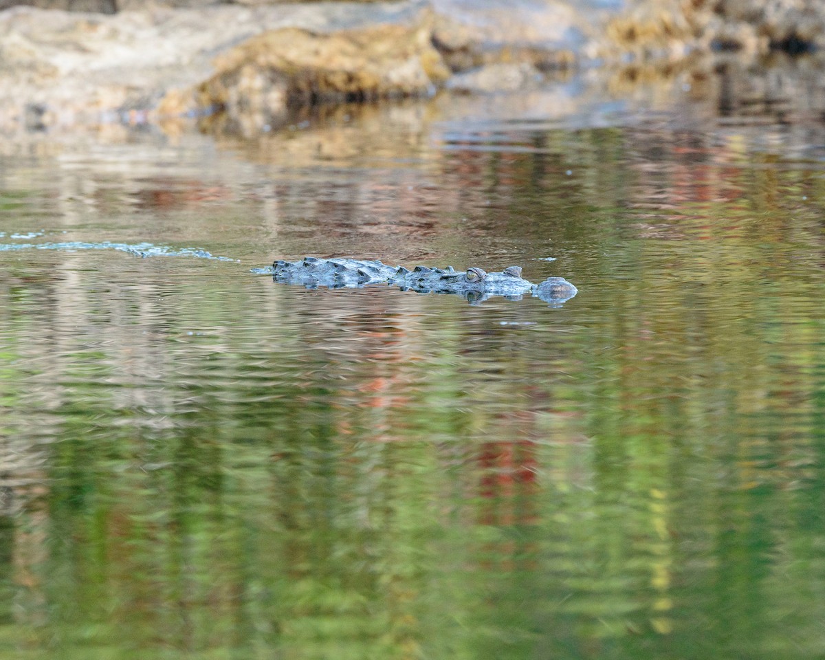 Animals - ML652909884