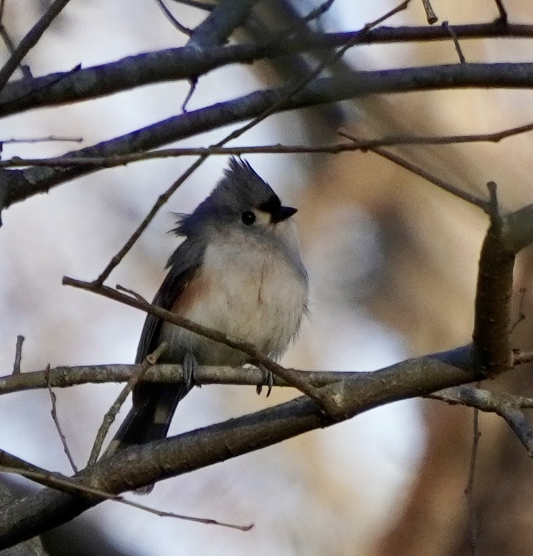 Tufted Titmouse - ML652909992