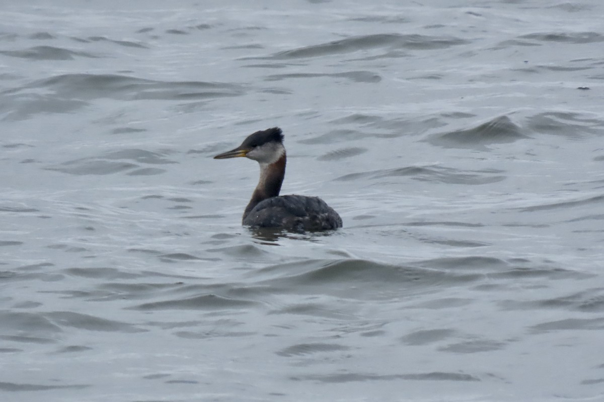 Red-necked Grebe - ML652910330