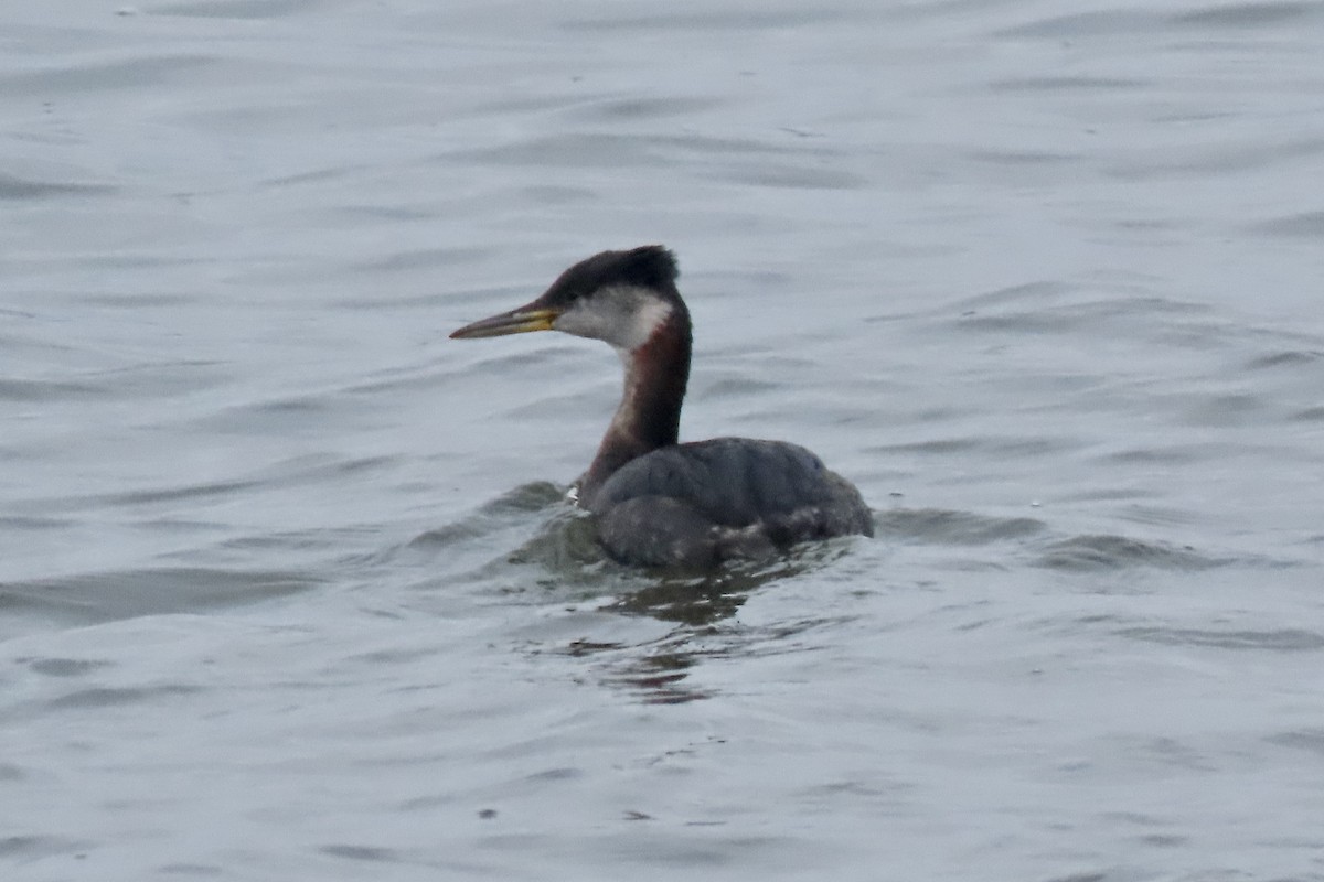 Red-necked Grebe - ML652910337