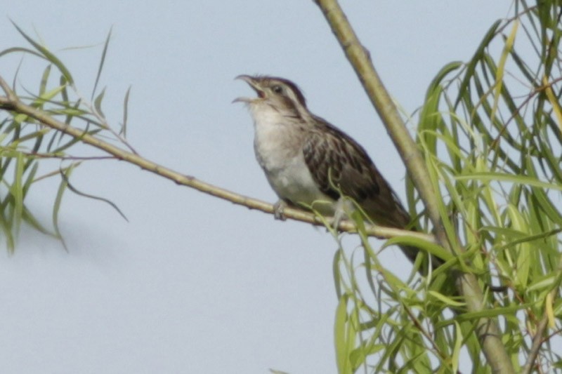 Striped Cuckoo - ML65291121