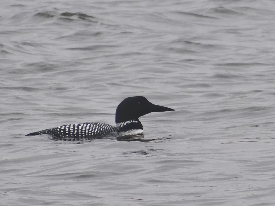 Common Loon - ML65291131