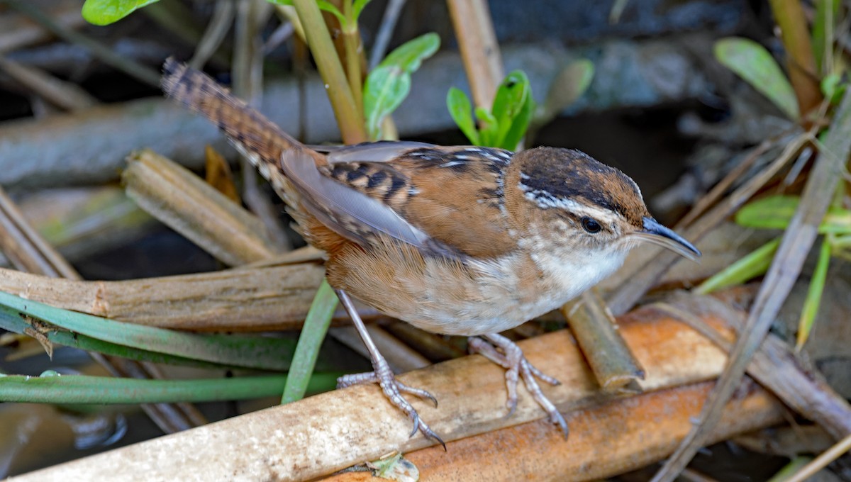 Bataklık Çıtkuşu - ML652911532