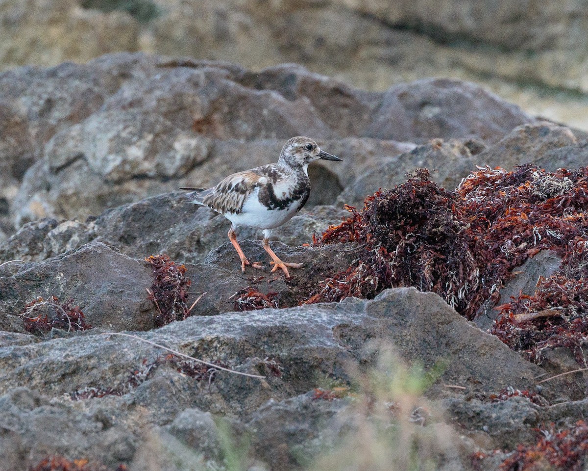 Ruddy Turnstone - ML652911606