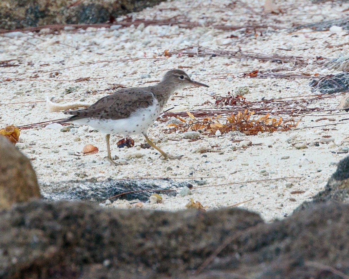 Spotted Sandpiper - ML652911616