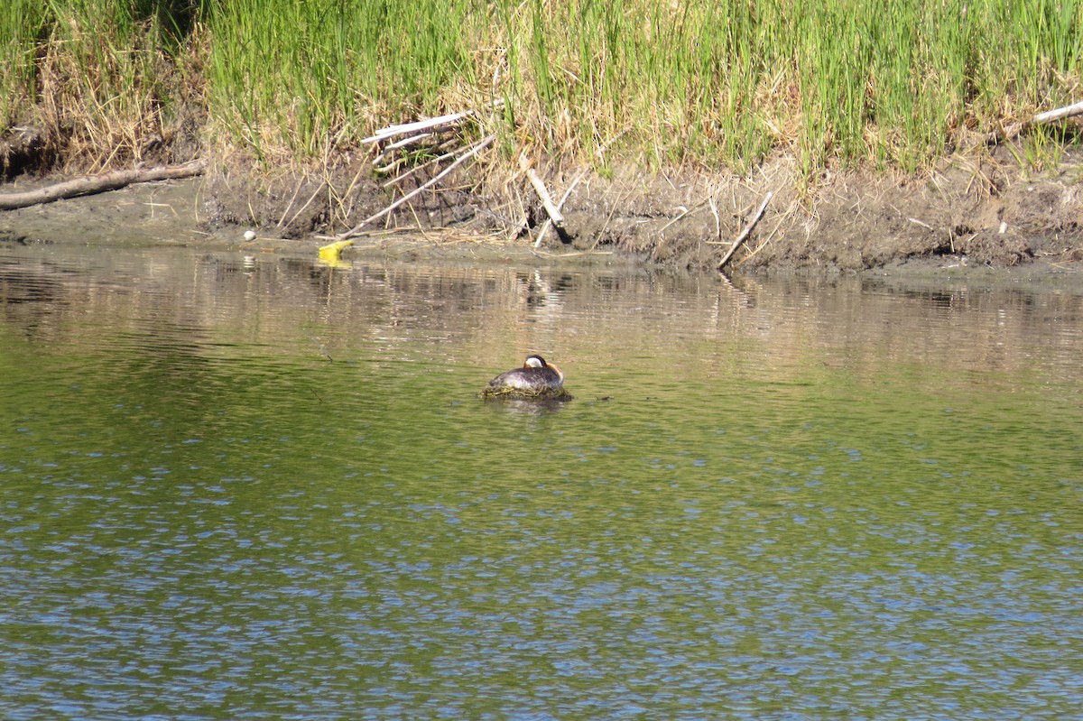 Red-necked Grebe - ML652911624