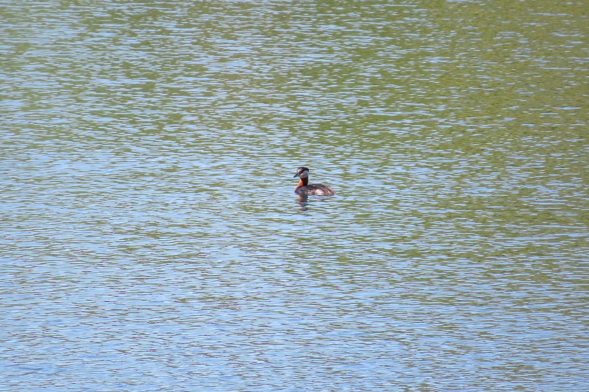 Red-necked Grebe - ML652911625