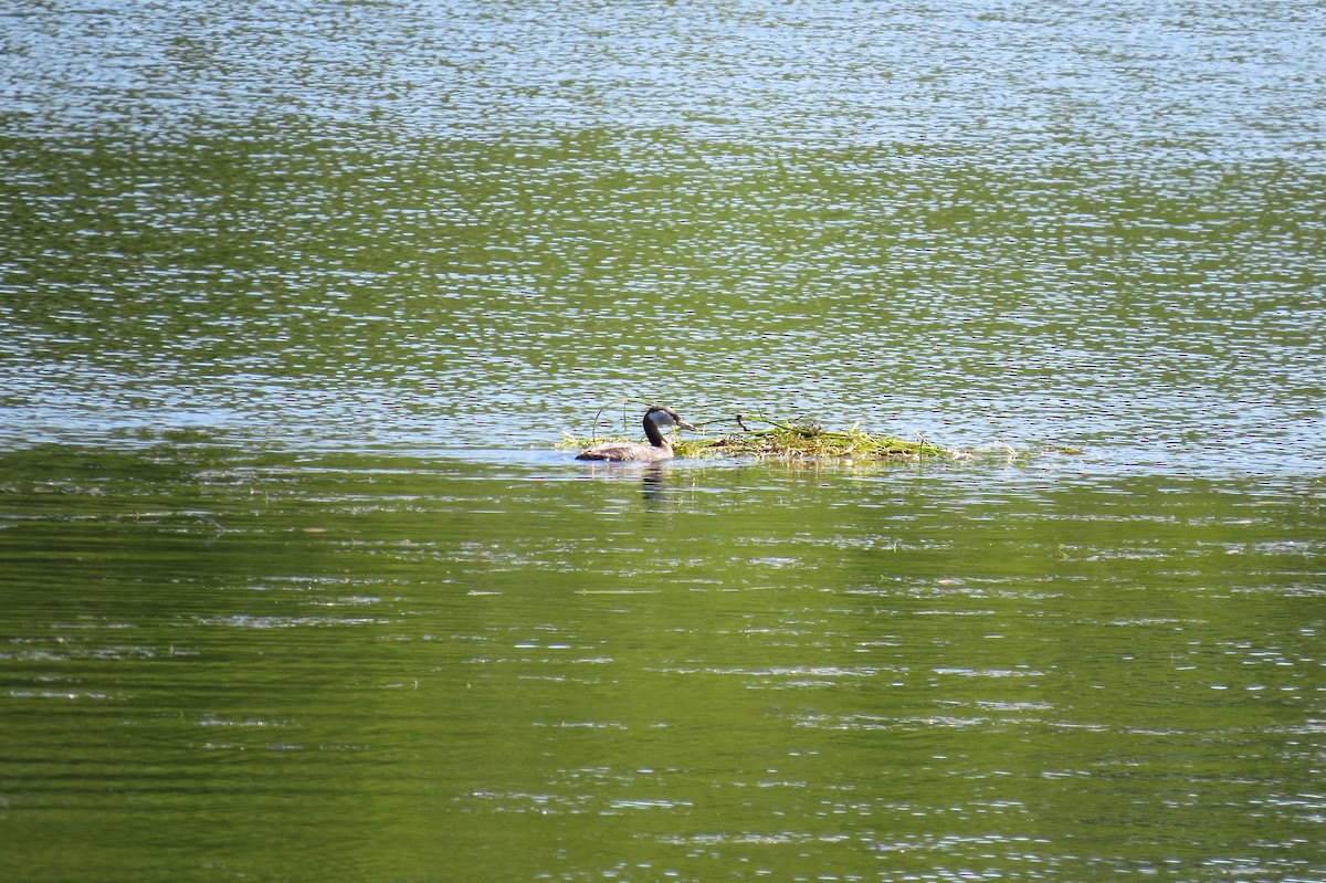 Red-necked Grebe - ML652911626