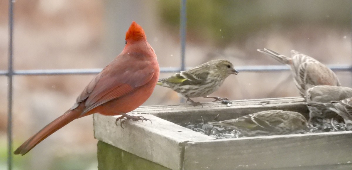 Pine Siskin - ML652911770