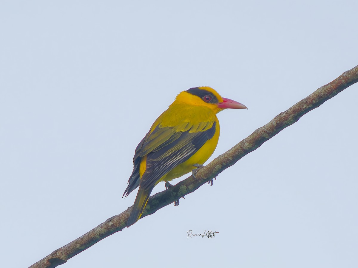 Black-naped Oriole - ML652911780