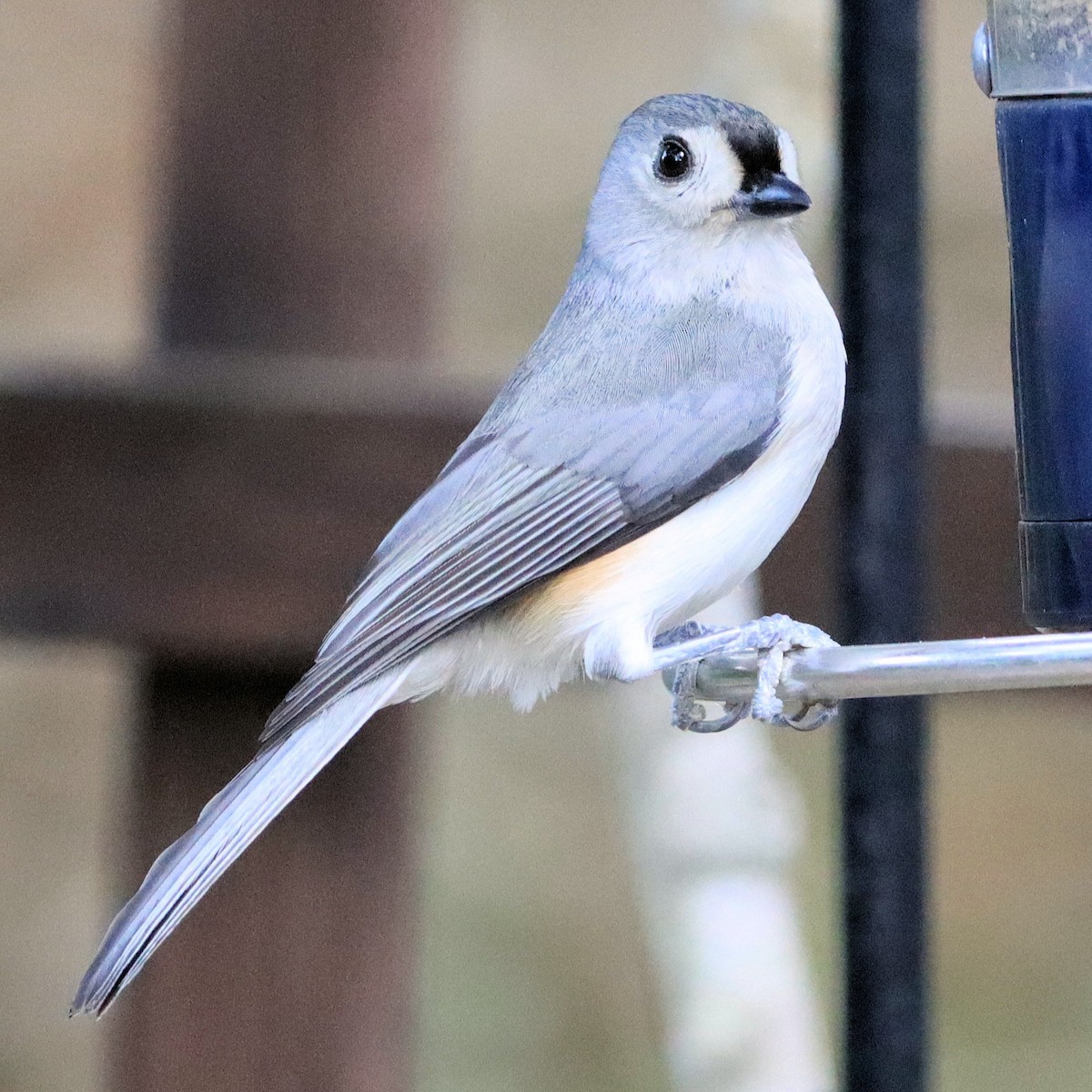 Tufted Titmouse - ML652911942