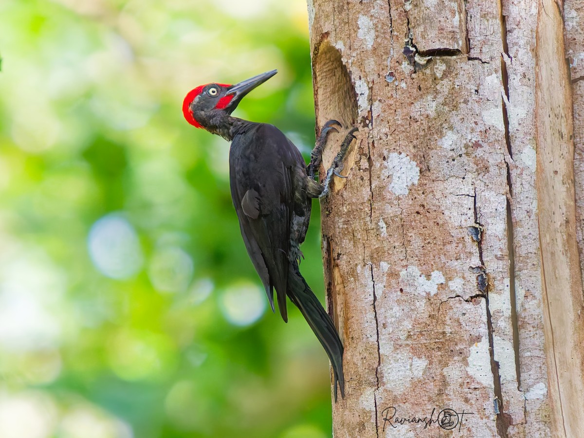 Andaman Woodpecker - ML652912081