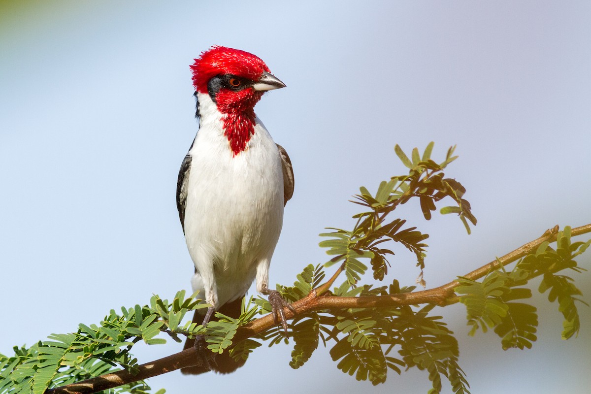 Masked Cardinal - ML652912438