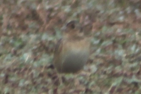 Grasshopper Sparrow - ML652912561