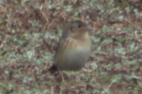 Grasshopper Sparrow - ML652912562