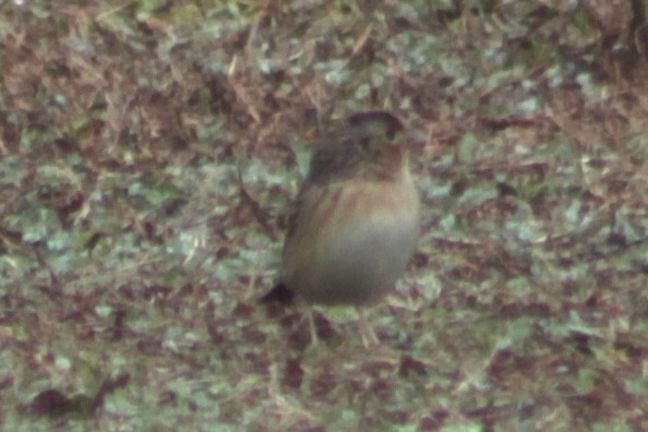 Grasshopper Sparrow - ML652912563