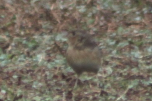 Grasshopper Sparrow - ML652912564