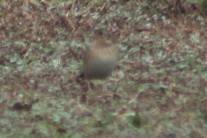 Grasshopper Sparrow - ML652912565