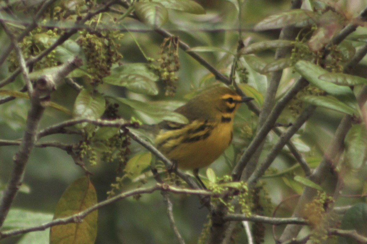 Prairie Warbler - ML652912590