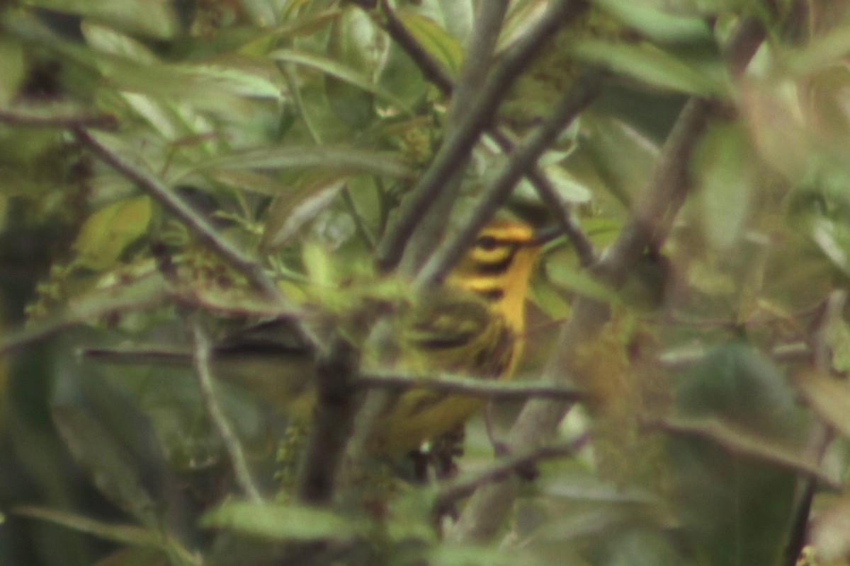 Prairie Warbler - ML652912591