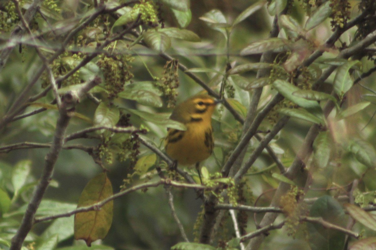 Prairie Warbler - ML652912592