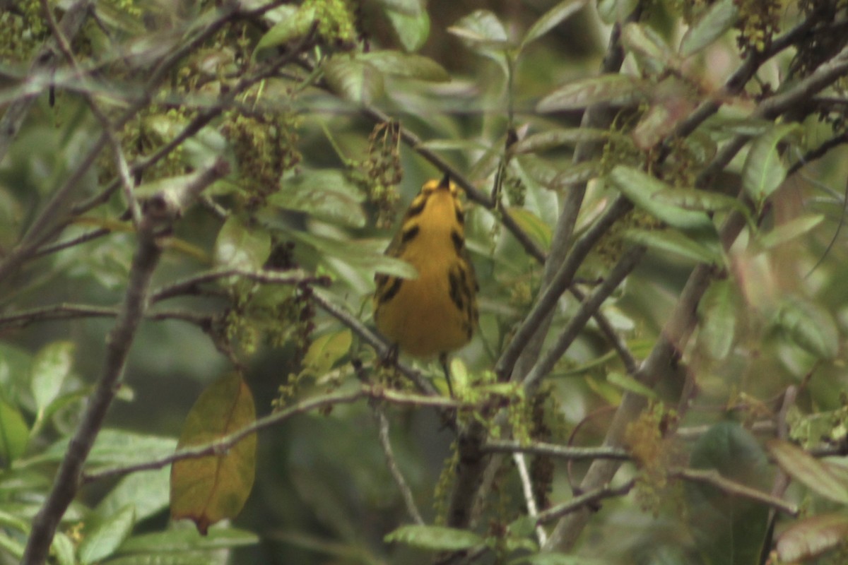 Prairie Warbler - ML652912593
