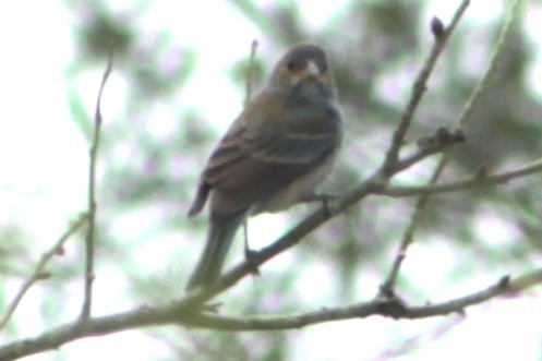 Indigo Bunting - ML652912609