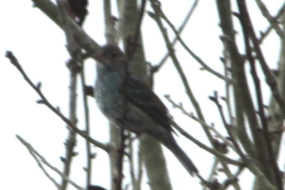 Indigo Bunting - ML652912610