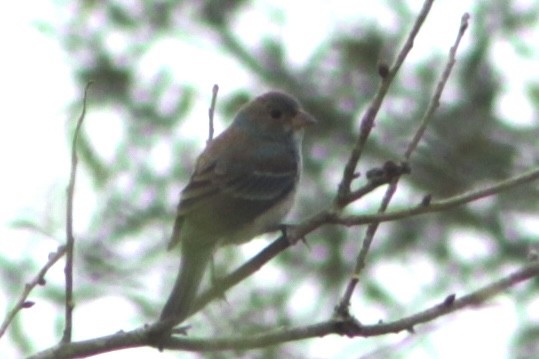 Indigo Bunting - ML652912611