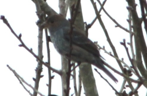 Indigo Bunting - ML652912612